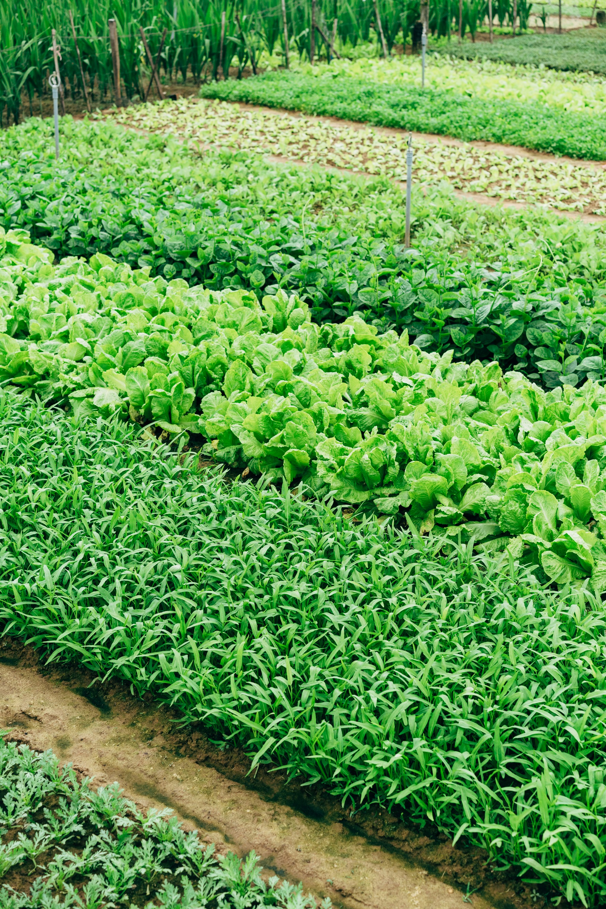Leafy Greens